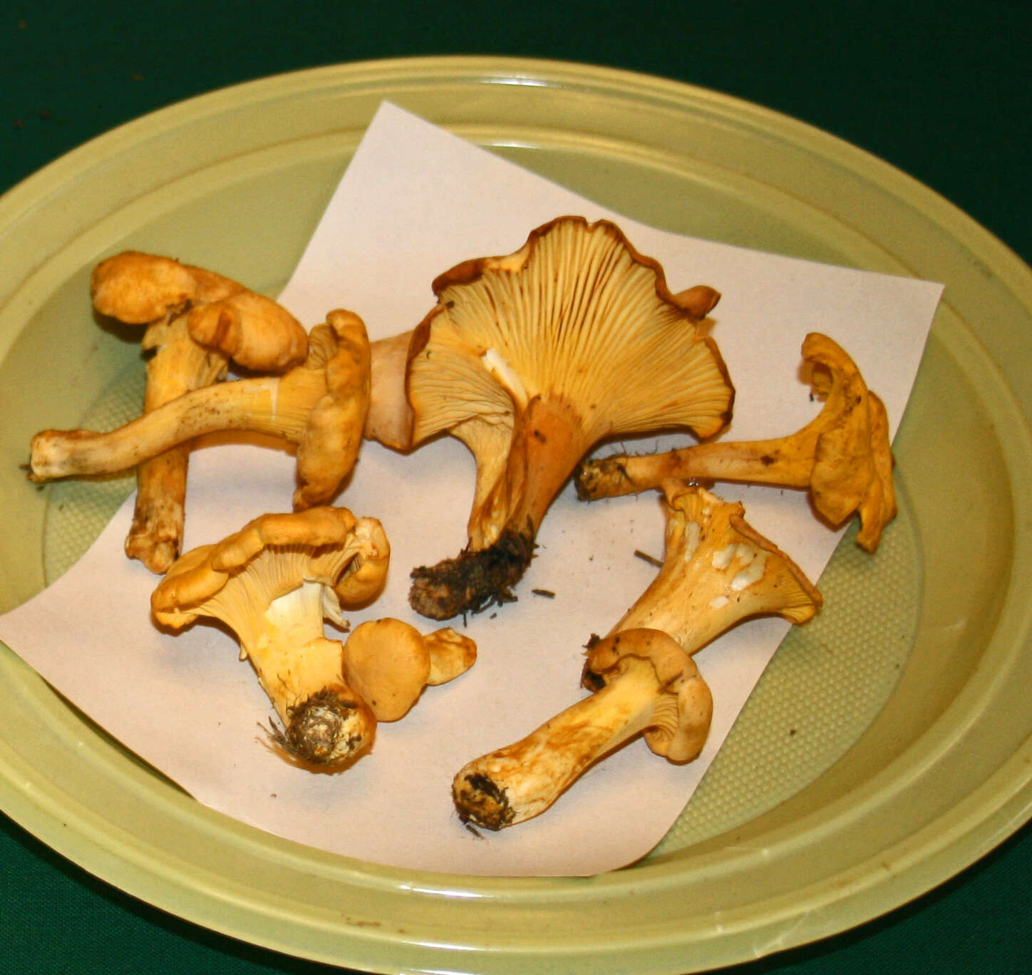 Image of Chanterelle