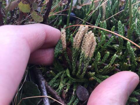 Image of Alpine Creeping-Cedar