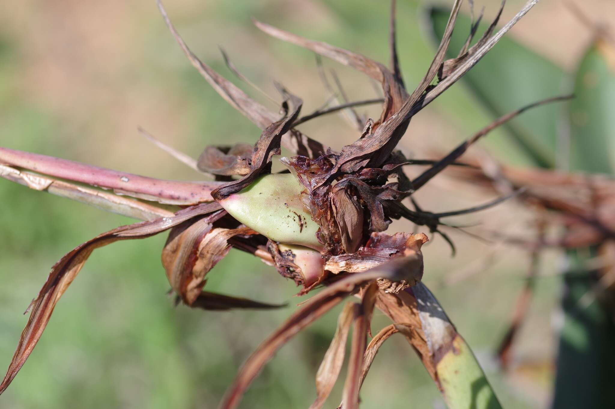 Image of Bird of paradise plant