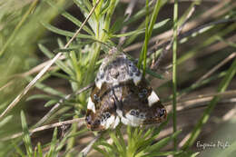 Image of pale shoulder