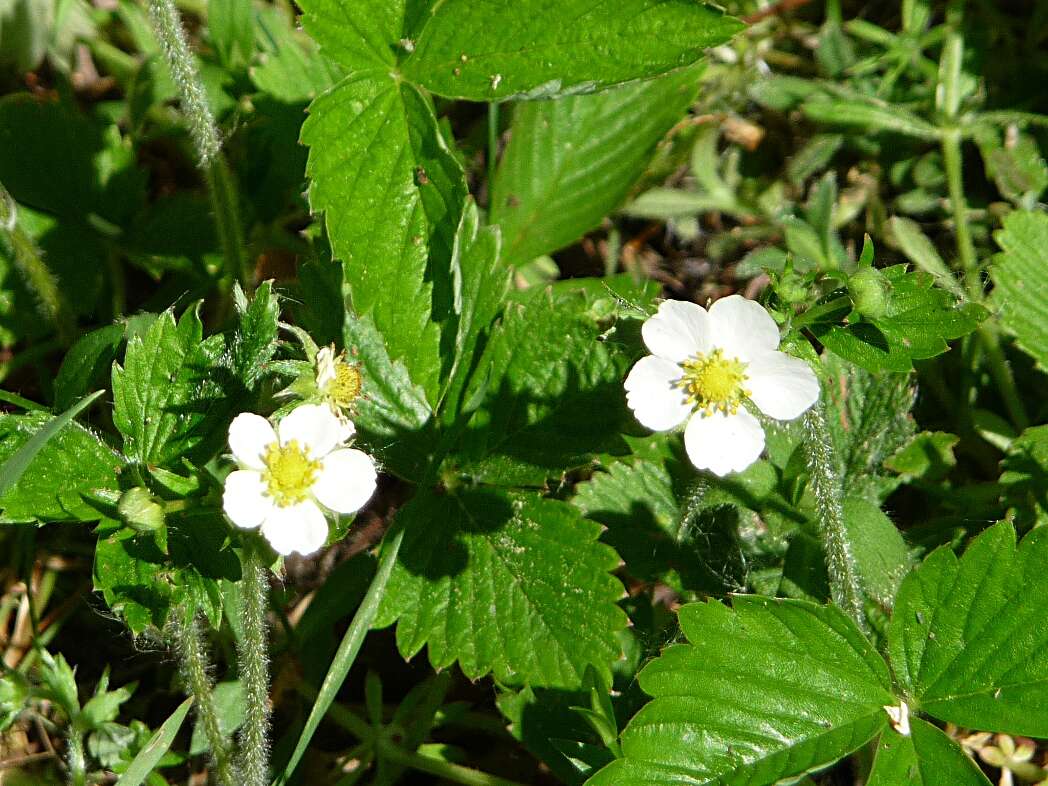 Image of Hautbois Strawberry