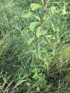 Image of Louisiana Lettuce