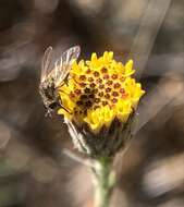 Erigeron petrophilus Greene resmi