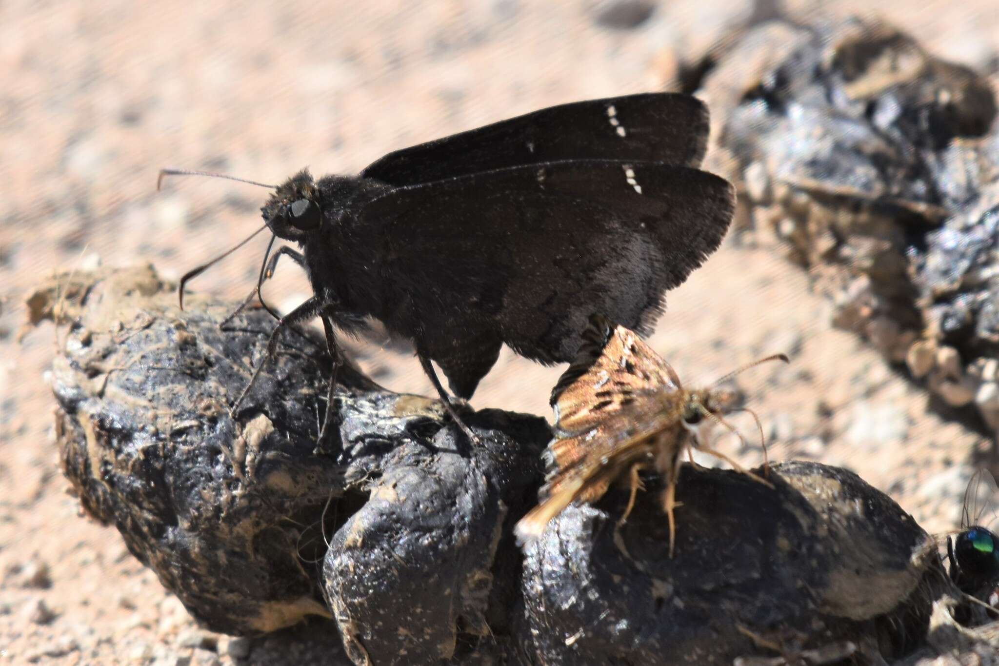 Image of Thorybes pylades albosuffusa H. Freeman 1943