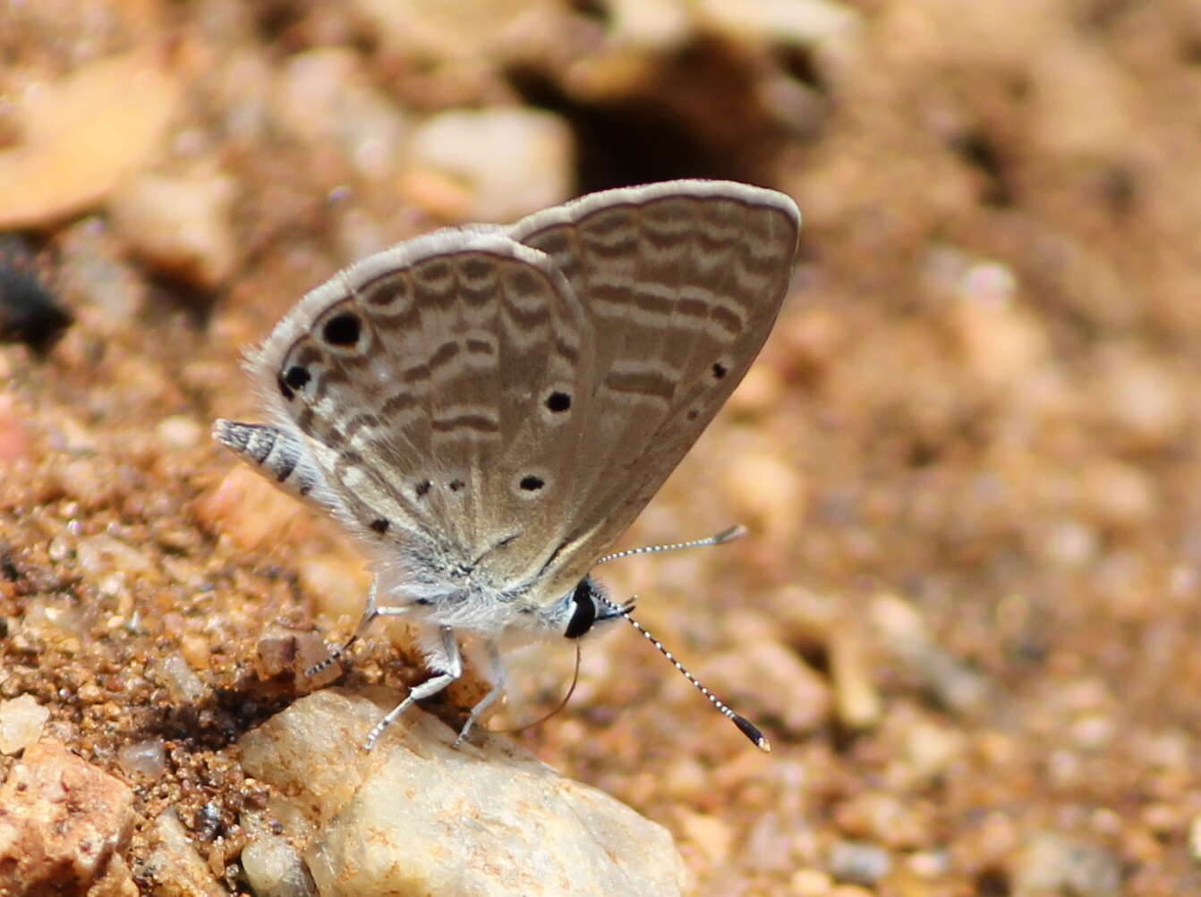 Image of Bright Babul Blue