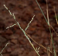 Image of desert grass