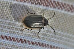 Image of Yellow-margined Leaf Beetle