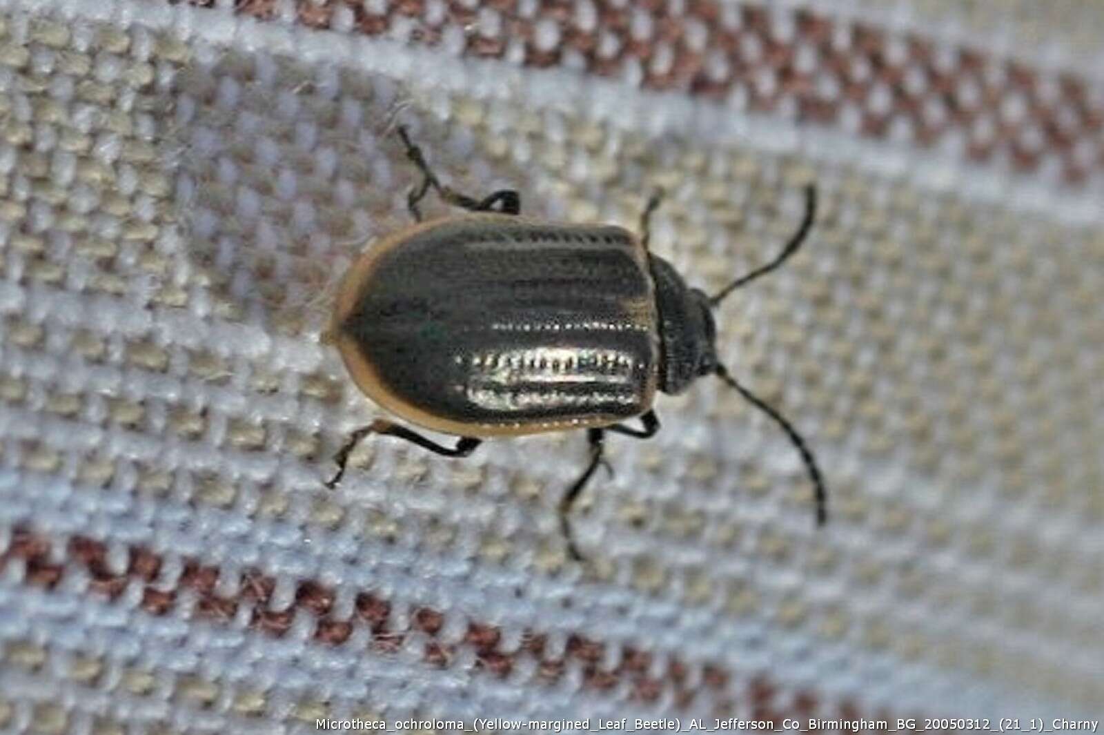 Image of Yellow-margined Leaf Beetle