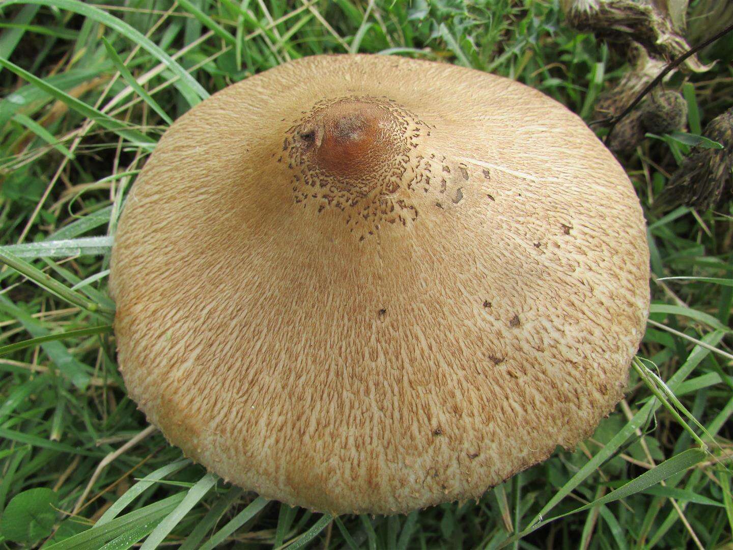 Image of Macrolepiota clelandii Grgur. 1997