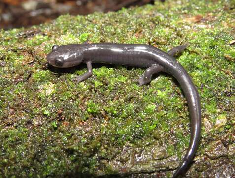 Imagem de Plethodon variolatus (Gilliams 1818)