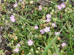 Plancia ëd Spergularia rubra (L.) J. Presl & C. Presl