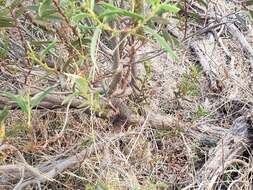 Image of Acacia cochlearis (Labill.) H. L. Wendl.