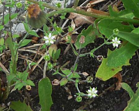 Image of Thyme-leaved Sandwort