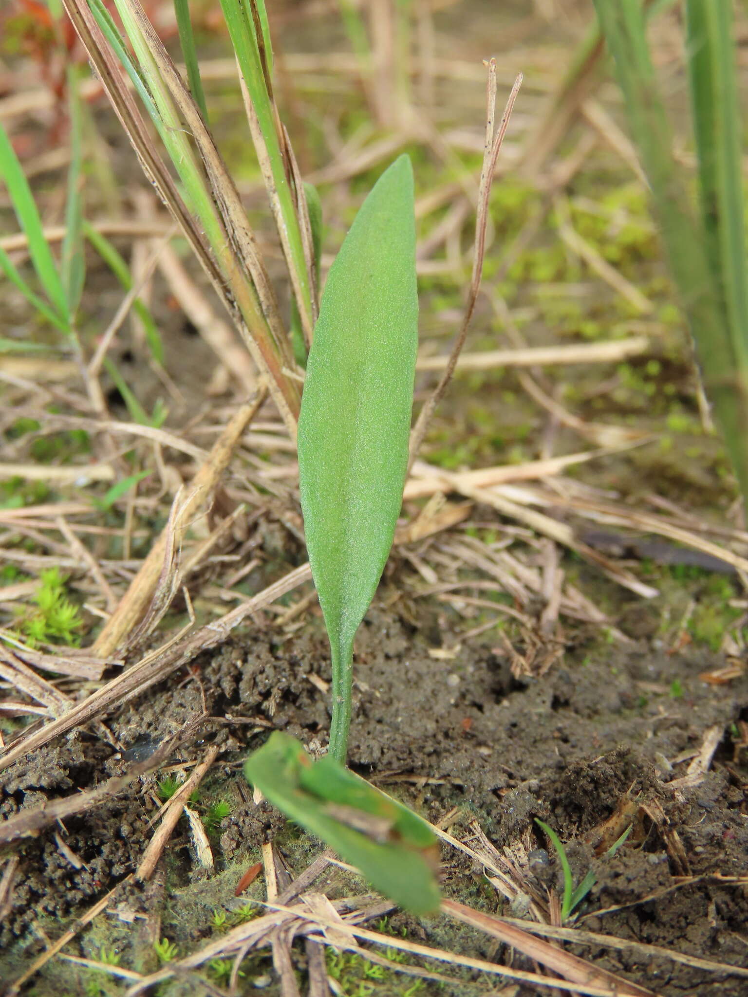 Imagem de Ophioglossum thermale Komarov