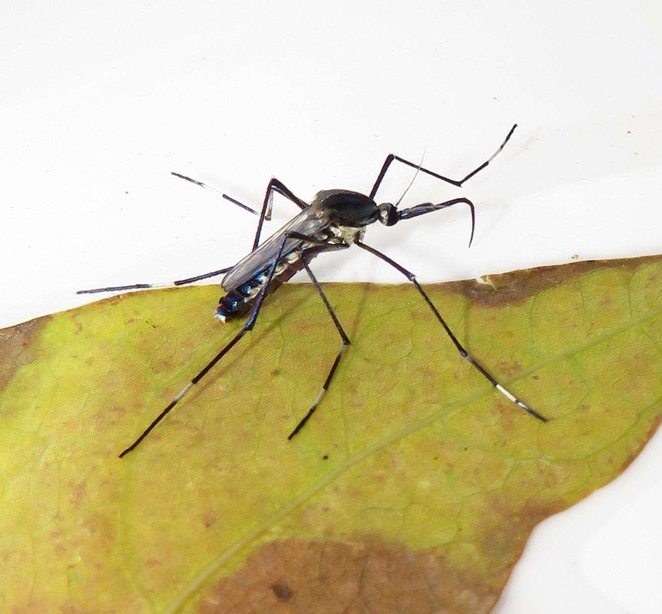 Image of Mosquito