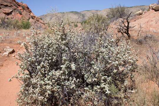 Image of roundleaf buffaloberry