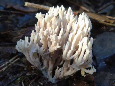 Слика од Ramaria pallida (Schaeff.) Ricken 1920