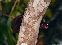 Image of Black Flying Squirrel