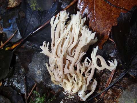 Слика од Ramaria pallida (Schaeff.) Ricken 1920