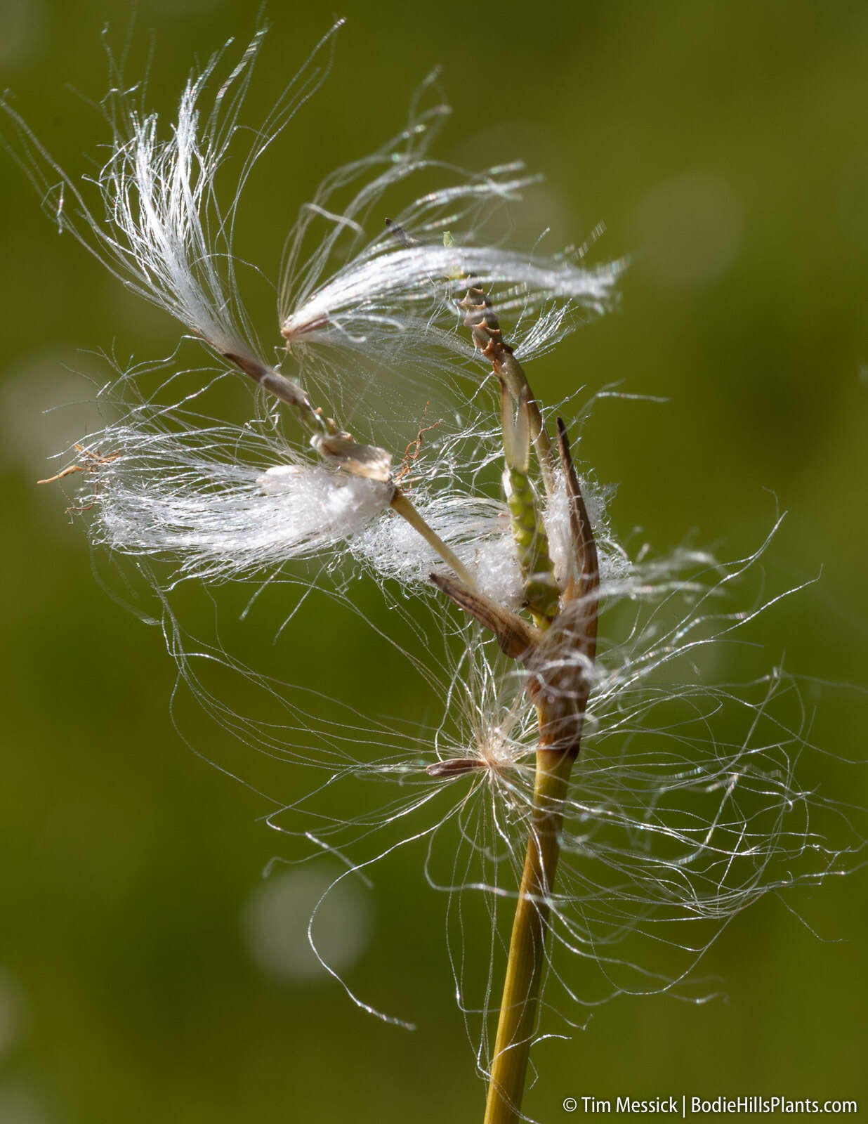 Eriophorum gracile W. D. J. Koch resmi