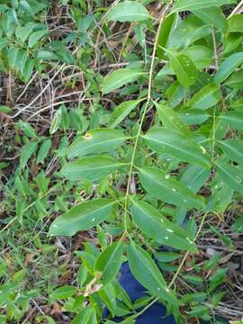 Image of Jasminum simplicifolium subsp. australiense P. S. Green