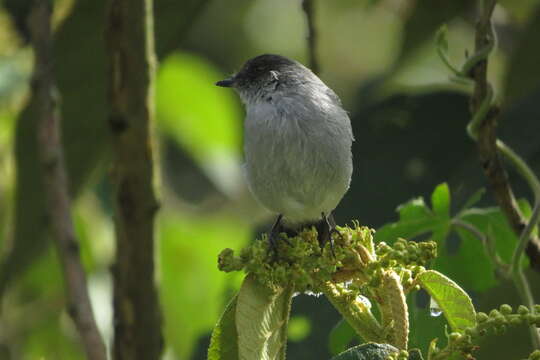 Serpophaga cinerea (Tschudi 1844)的圖片