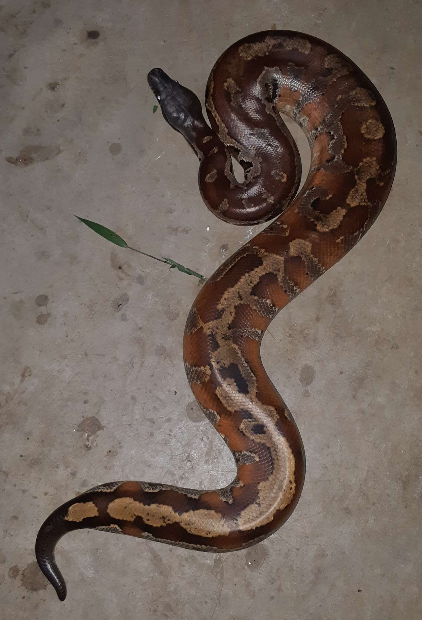 Image of Blood Python