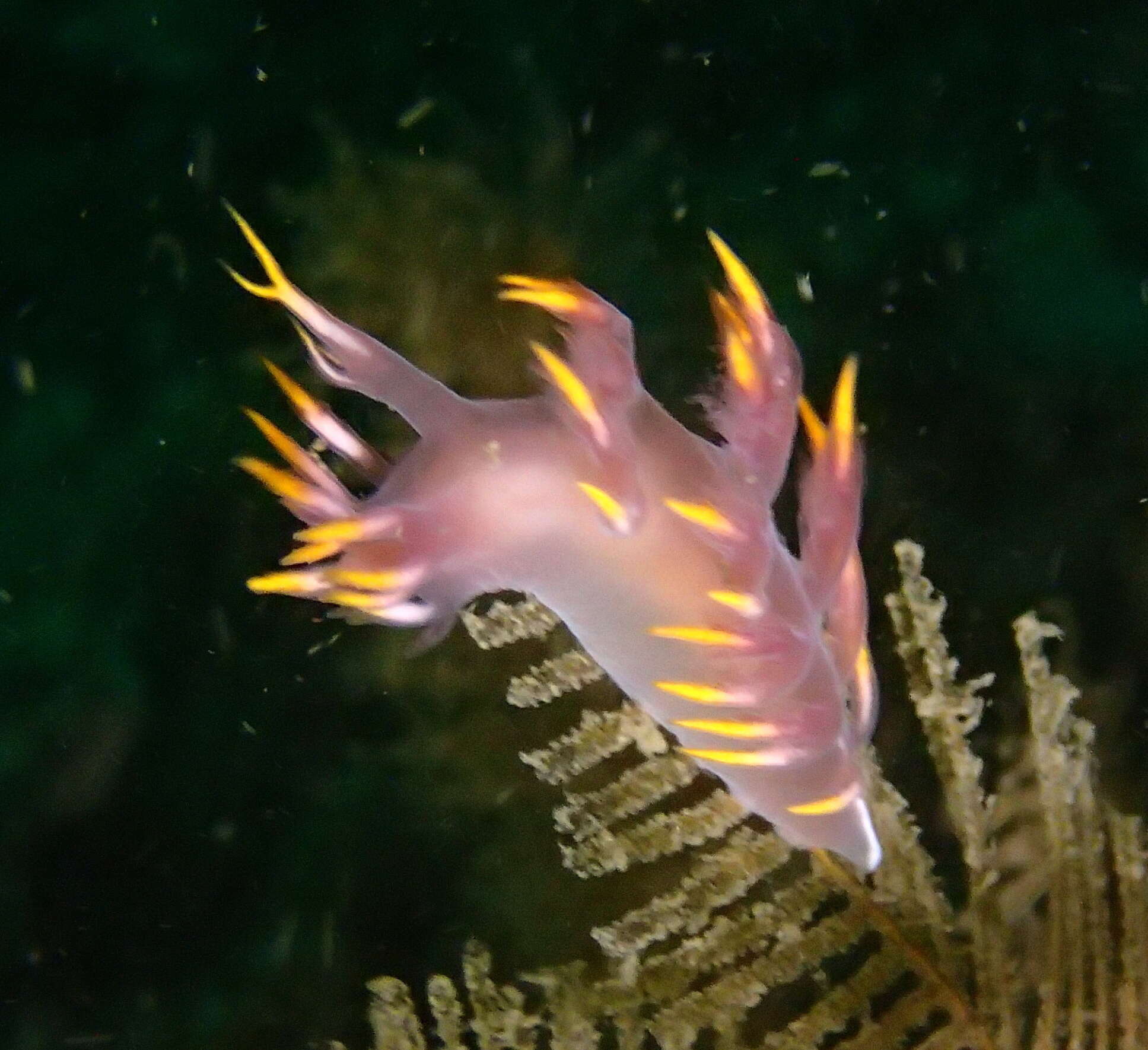 Image of Dendronotus albus MacFarland 1966