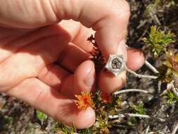 Image of Melaleuca asterocarpa (Hnatiuk) Craven & R. D. Edwards