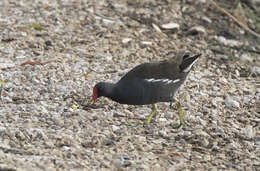 Image of Common Moorhen