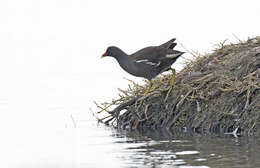 Image of Common Moorhen