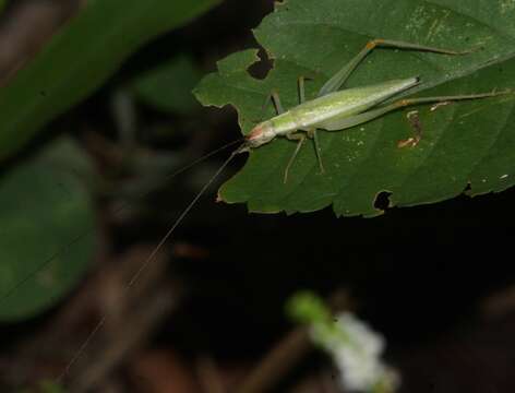 Image de Oecanthus belti Collins, N. & van den Berghe 2014