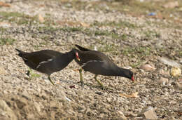 Image of Common Moorhen