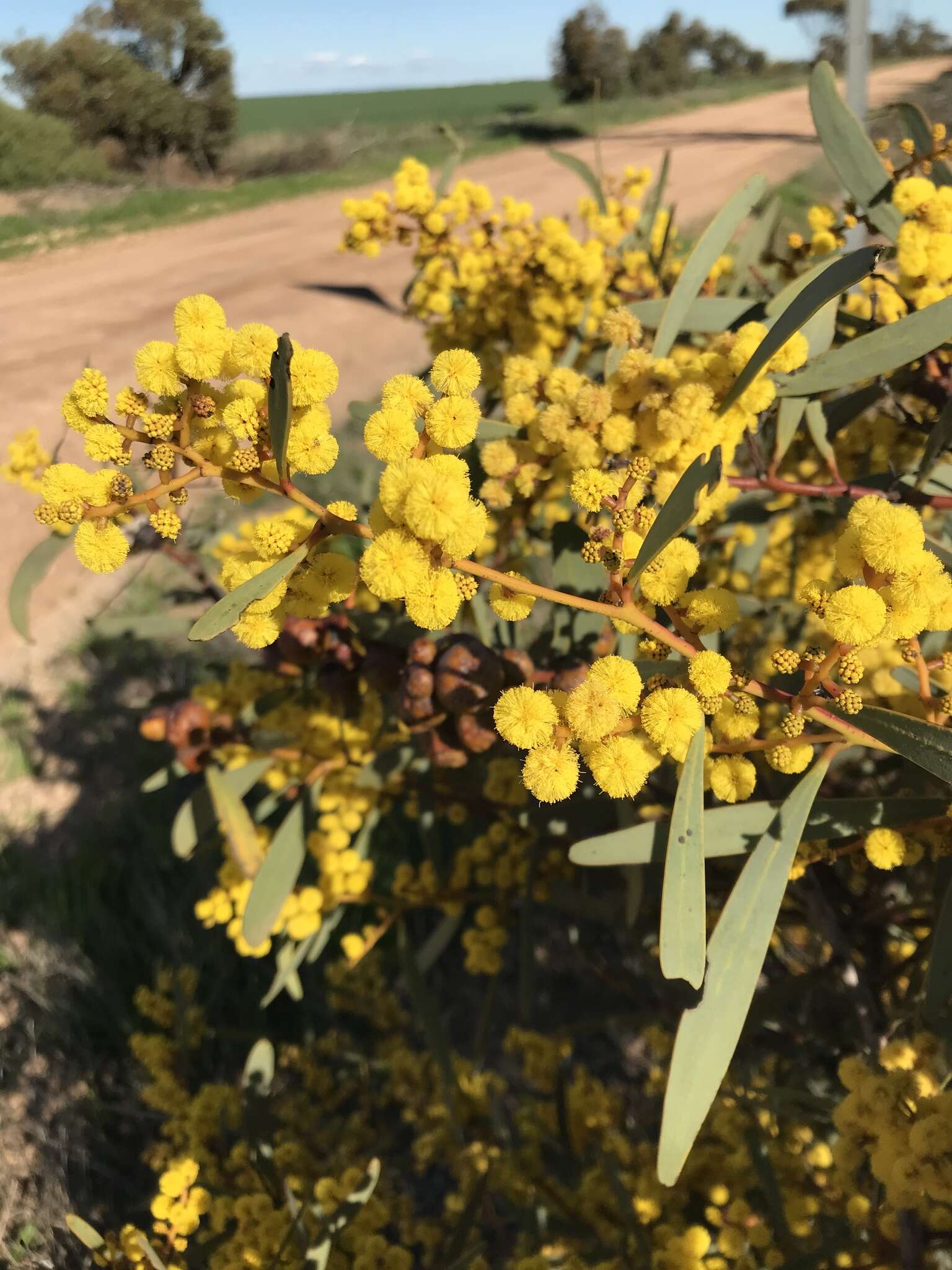 Plancia ëd Acacia notabilis F. Muell.