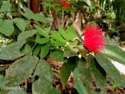 Imagem de Calliandra tergemina (L.) Benth.