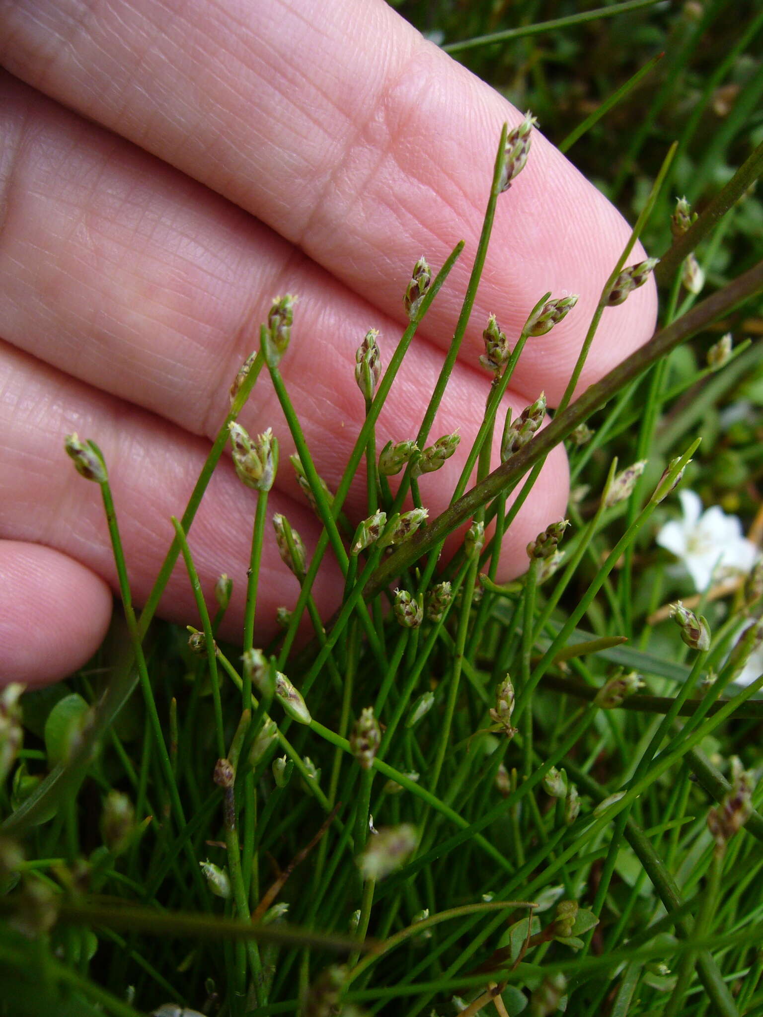 Isolepis cernua var. cernua的圖片