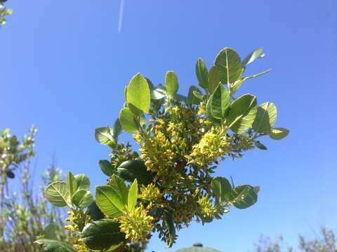 Imagem de Endotropis crocea subsp. pirifolia (Greene) Hauenschild