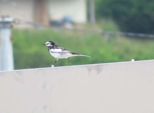 Image of Motacilla alba lugens Gloger 1829