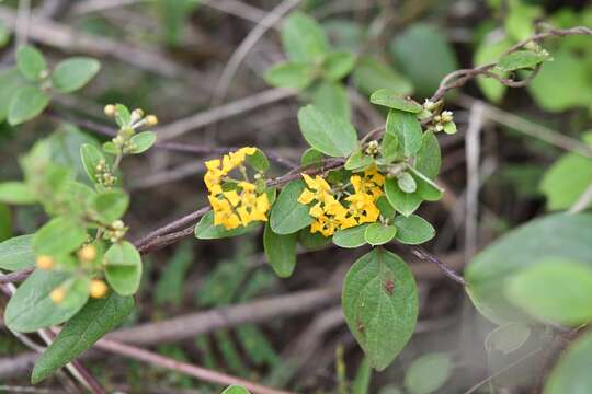 Image of Aspicarpa cynanchoides (Kunth) Hassl.