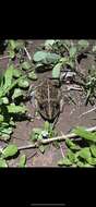 Image of Long-footed Frog