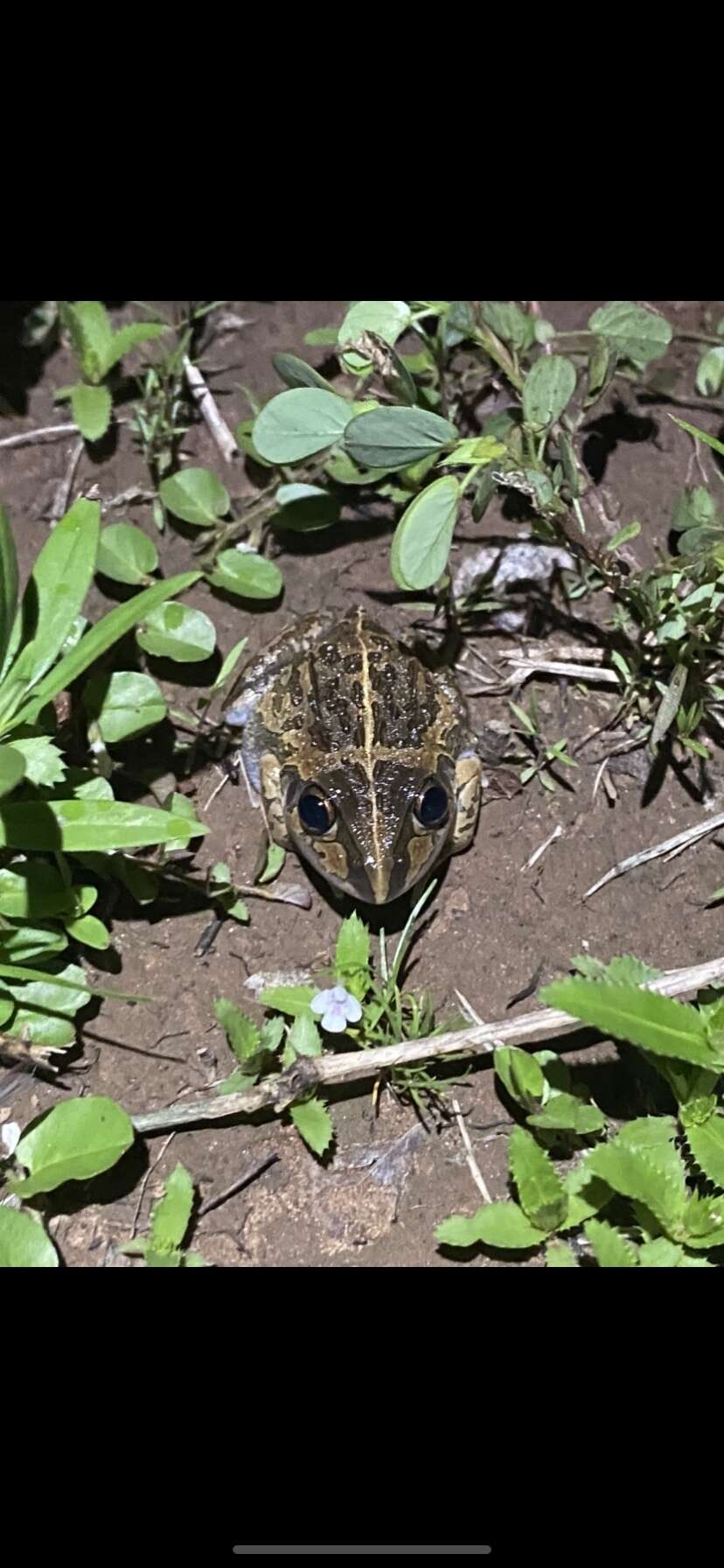 Image of Long-footed Frog