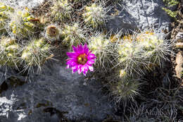 Image of Echinocereus parkeri subsp. parkeri