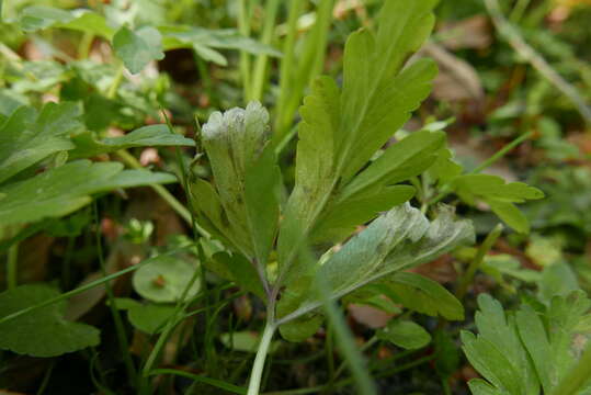 Image of Plasmoverna anemones-ranunculoides