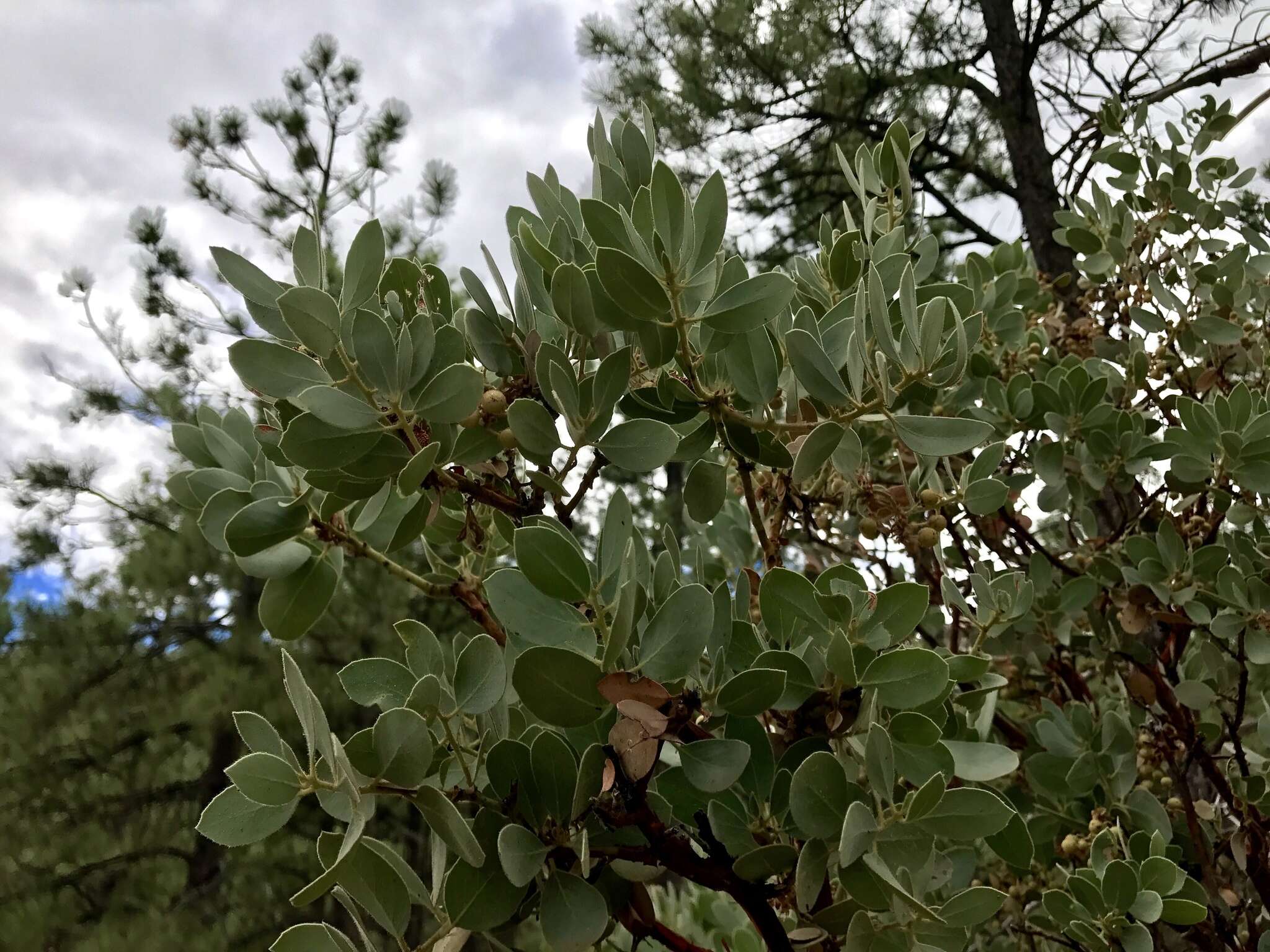 Image of Pringle manzanita