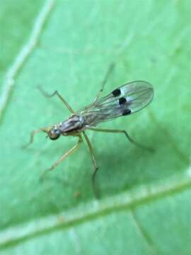 Image of Chelipoda mirabilis Collin 1928