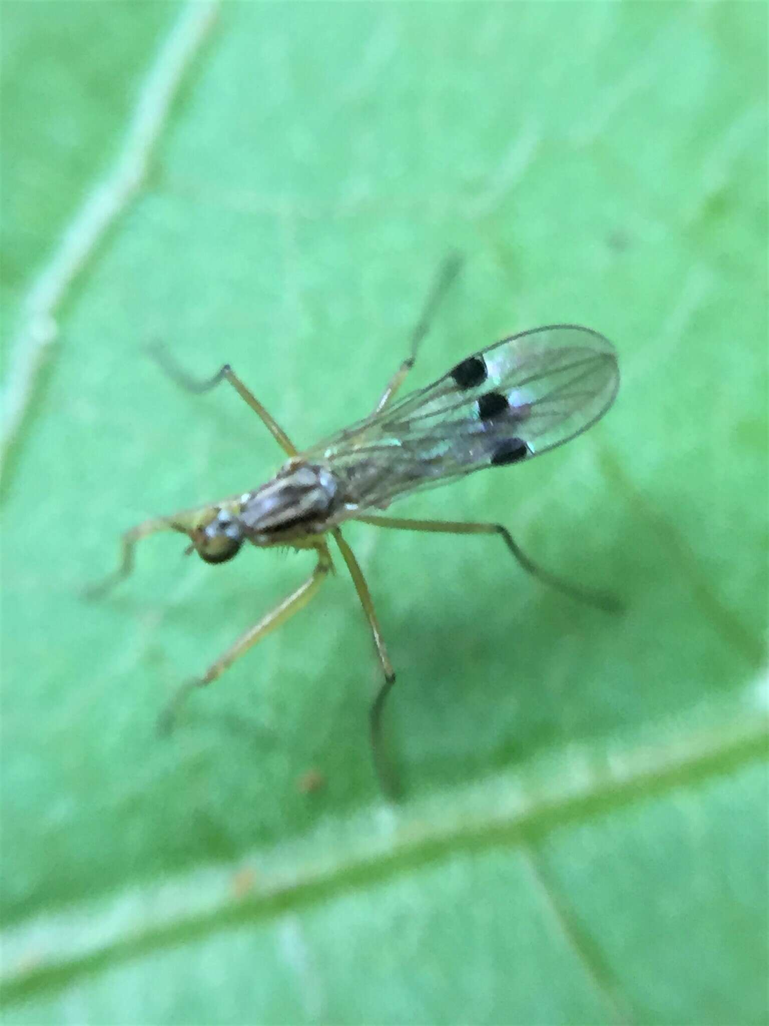 Image of Chelipoda mirabilis Collin 1928