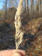 Image of Greeneochloa coarctata