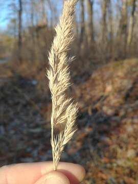 Image of Greeneochloa coarctata