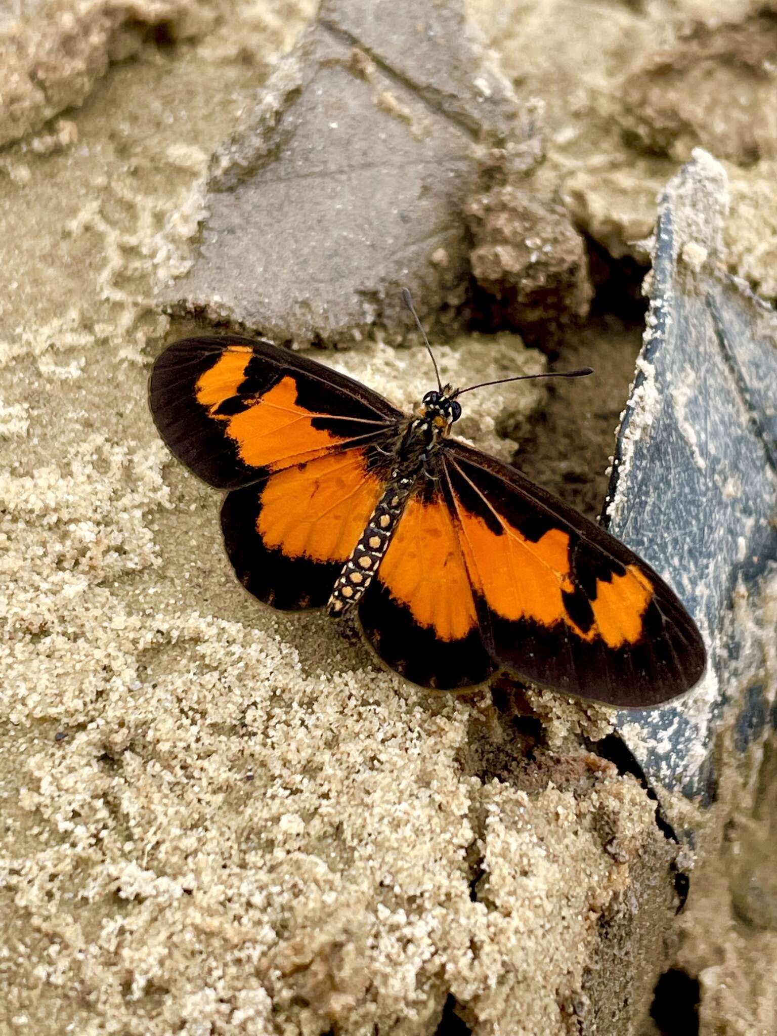 Image de Acraea acerata Hewitson 1874