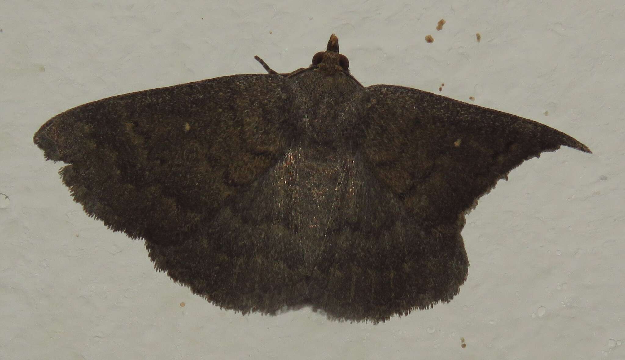 Calesia xanthognatha Hampson 1926 resmi